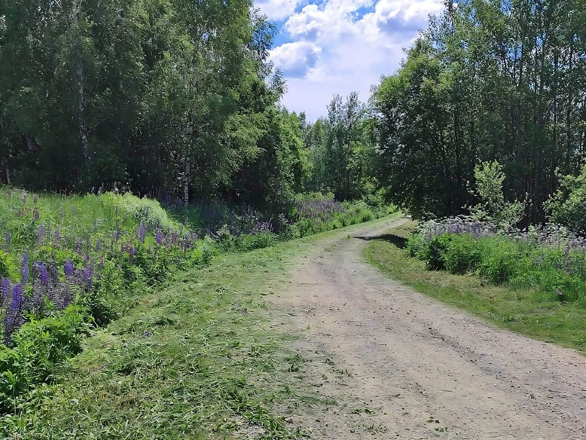 Дорога